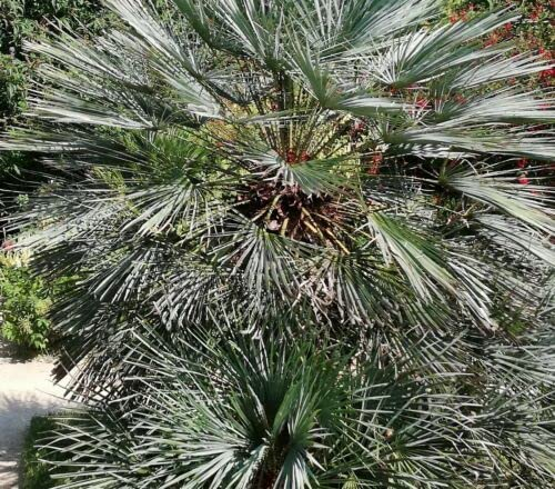 Samen: Die wunderschöne Zwergpalme findet auch in der kleinsten Wohnung Platz