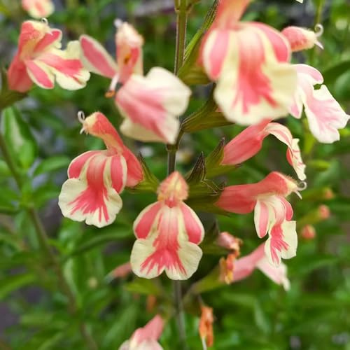 Semi di salvia, semi di amici Salvia greggii, per giardino giardino rare selvatiche da roccioso resistenti da balcone 150pcs