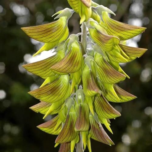 Semillas de crotalaria - Crotalaria pallida - semillas de medicinales raras silvestres 150pcs