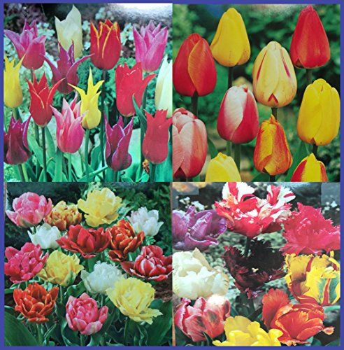 100 Mixed Tulip Bulbs