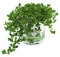 Brahmi (Bacopa monnieri), Marktfrische Pflanze