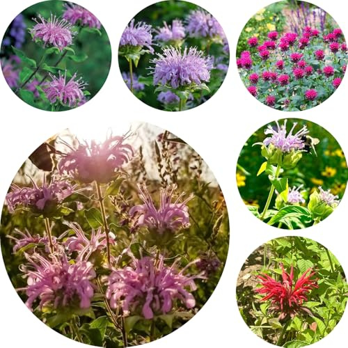 semi di melissa - resistenti giardino decorazione balconi 400pcs