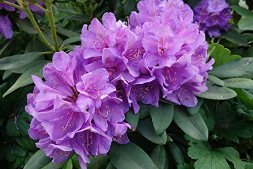 Mediterrano Rhododendrondünger – für prächtige Blüten & gesunde Rhododendren 1,5 Kg