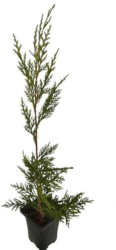 Ciprés Natural - Cupressus - Árbol de Exterior para Cercados