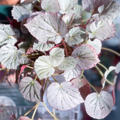 semillas de begonia decoración Begonia trucha variedades antiguas orgánicas resistentes jardines de rocas verdes exóticas resistentes lugares 150pcs