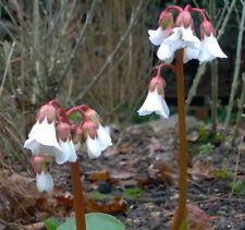 Bergenia EMEIENSIS 30 semi, Bergenia cinese