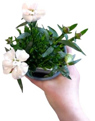 Clavel COLOR BLANCO | DECOALIVE | Planta Natural con Flor