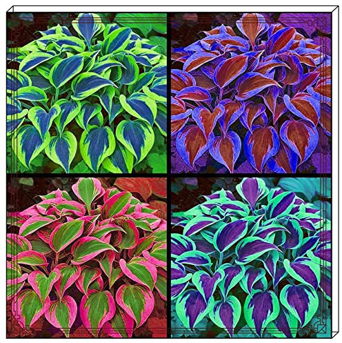 Hostas Plants Hosta Plants for Sale Hosta Plants Live Hosta Bulbs for Planting UK,Garden Flowers/Plant Bulbs/Ornamental Flowers/Hardy Perennial/Wedding Flowers-4Bulbs-d