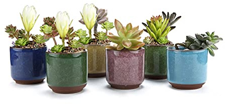 Spldsun Lot de 6 pots de fleurs en céramique pour plantes grasses, cactus et mini pots de fleurs, peuvent être utilisés pour faire pousser des cactus, des plantes succulentes et quelques petites