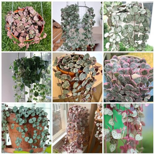 200 Pcs Leuchterblume Pflanze Samen - Gartenpflanzen Winterhart Mehrjährig (Ceropegia Woodii) Luftreinigende Zimmerpflanzen, Balkon Deko Gartendeko Für Draußen Dekopflanzen Wohnzimmer