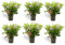 Geranio Limón Pack 6 Unidades Maceta de Ø 15 cm Planta Natural Aroma Cítrico Repele los Mosquitos y Otros Insectos para Interior y Decoración de Hogar, Balcones o terraza