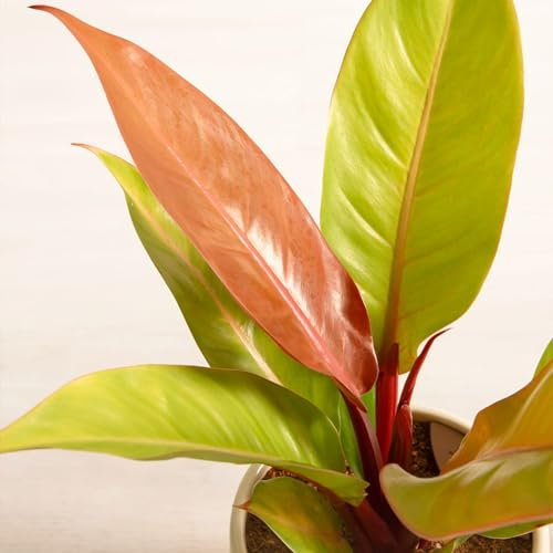Carbeth Plants - Philodendron Prince of Orange Indoor Plant in 12cm Pot - Real Live Rare Air Purifying Heart Leaf Plant - Vibrant Autumnal Coloured Eye Catching Foliaged Houseplant