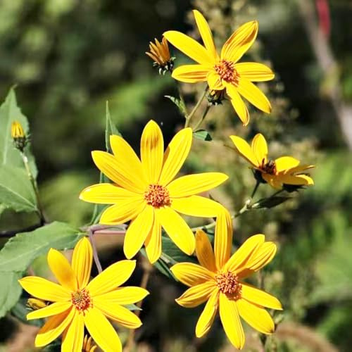 tubérculos de alcachofa de Jerusalén balcón invernadero Cubresuelos resistentes invernadero interior Decoraciones jardín exteriores raras interior 12pcs