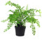 Leaf Artificial Plant with Pot, Maidenhair Fern, 35cm