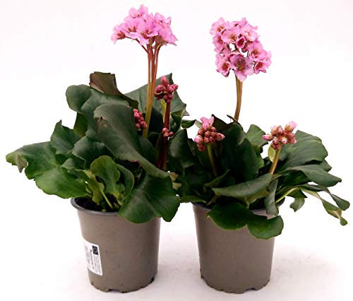 POWERS TO FLOWERS - BERGENIA ROSA 2 PIANTE, pianta vera