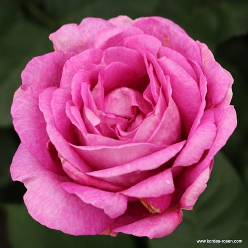 2 x Rosier - Rosa 'Carmen Wurth' pot 25-30 cm - Une nouveauté de la collection Parfuma de Kordes