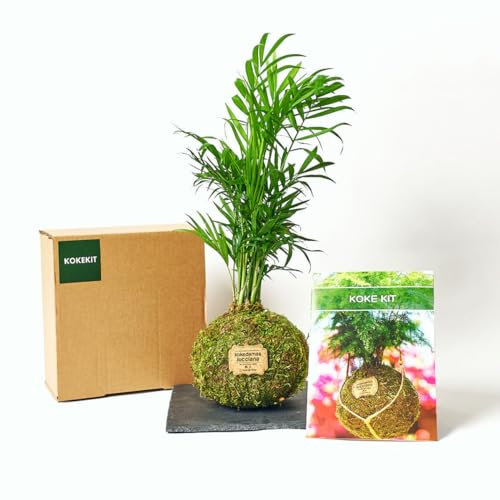 Kokedamas Kit - Palmera Chamadorea | Kokedama Interior | Bola de Musgo Vivo| Kokedama DIY | Planta Natural | Planta Interior | Decoración Hogar | Fácil Cuidado y Mantenimiento