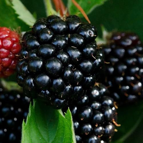 Plant Theory BlackBerry Bedford Giant Fruit Bush Rubus Bare Root