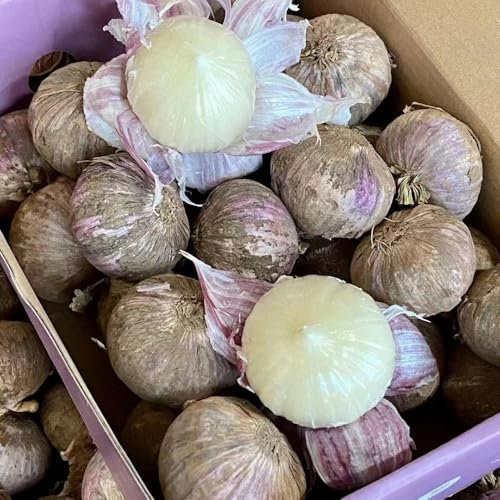 400 Pcs Knoblauch Samen Winterhart - Winterknoblauch Pflanzknoblauch Samen, Wintergemüse Samen, Kräuterpflanzen Knoblauch Samen, Kräuter, Gemüsesamen Winterhart Wildkräuter Samen Kräuter