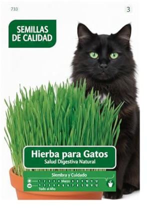 DECOALIVE Hierba Gatera en Semillas para Cultivar Fácilmente en Interior | Hierba para Gato para Mascotas de Casa