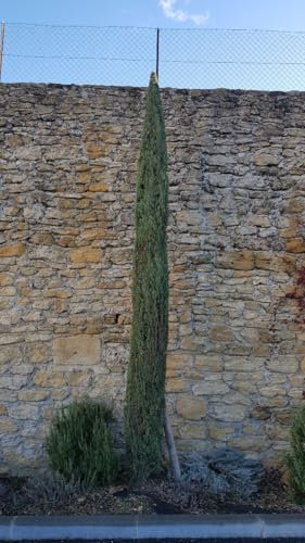 Cupressus sempervirens 'Totem' / Cyprès d'Italie compact/Conteneur de 3 à 4 litres