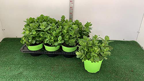 Menta Mojito – Hierba buena (Mentha) [Vaso Ø14cm]