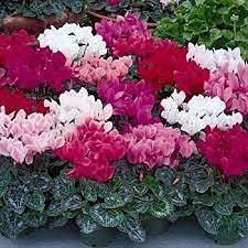 Generic 120pcs Rainbow Cyclamen Flower Seeds: Only Seeds