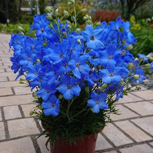 Semillas de Delphinium, regalos de jardín para mujeres semillas de del delfinio, Las de balcón son perennes resistentes 300pcs