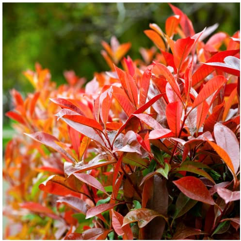 15 Photinia Red Robin Hedging Plants 40-60cm Bushy Evergreen Hedge Shrubs 3fatpigs®