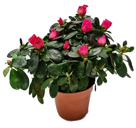 Azalea en Maceta Planta Viva con Floración Abundante