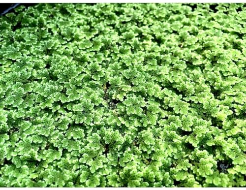 Marcus Fish Tanks - Azolla Filiculoides Live Floating Aquarium Plant 20+ Aquatic Plants Buy 2 Get 1