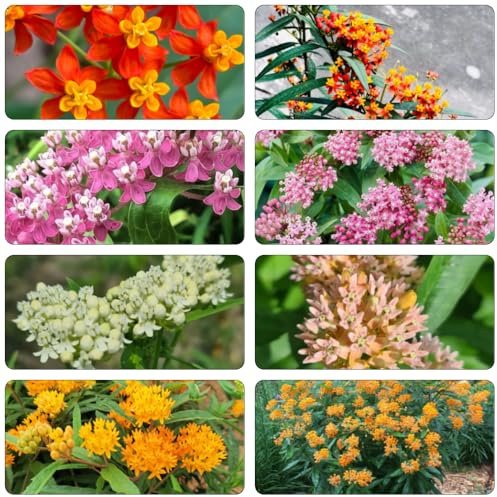 Asclepias cortadas perennes de resistente de bonsái balcón primavera decoración decorativas semillas prados silvestres silvestres 100pcs