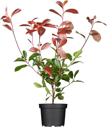 Photinia fraseri 'Red Robin' 60–80 cm – Immergrün, Winterhart, Pflegeleicht – Glanzmispel – Heckenpflanze für Garten & Sichtschutz