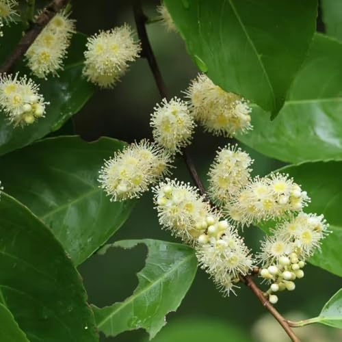 Semillas de seto de laurel cerezo, silvestres, balcón laurel cereza mini jardín, real ción 100pcs