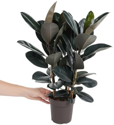 DECOALIVE Ficus Natural Ficus Elastica Abidjan Árbol del Caucho Abidjan Maceta 17 cm Altura 55 cm con Porte Vertical Decorativo