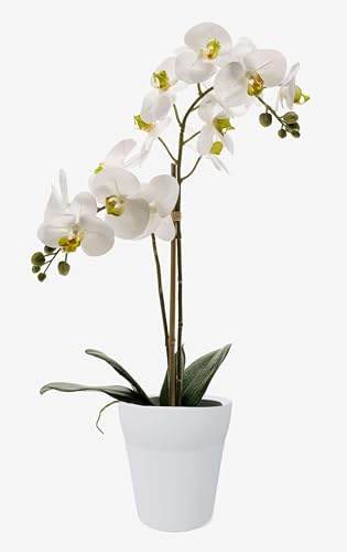 artplants.de Orquídea phalaenopsis Candida, 2 Ramas, Blanco, en Maceta, 65cm - Planta Decorativa - Flor Artificial