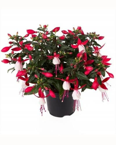Garden Ready Fuchsia Bella Evita Flowers – Delivered in 3 x 9cm Recyclable Pots. They are Not Seeds Or Fake. These are Real, Living, British Grown, Young Plants That Will Produce Real Blooms