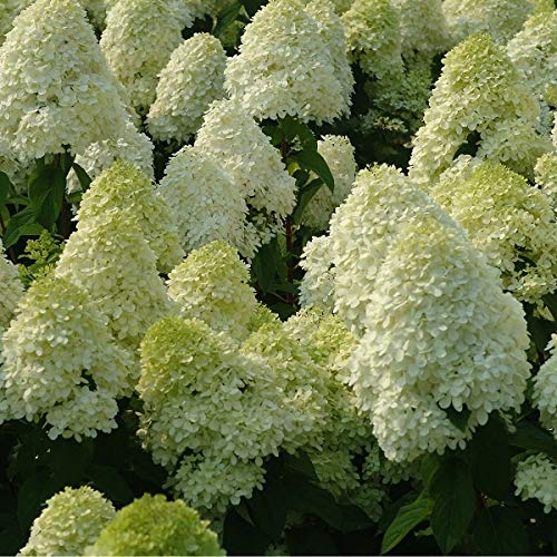 3 x Hydrangea Paniculata 'Limelight' - Rispenhortensie 'Limelight' 40-50 cm im Container - Großzügige Blüte mit imposanten Zapfen.