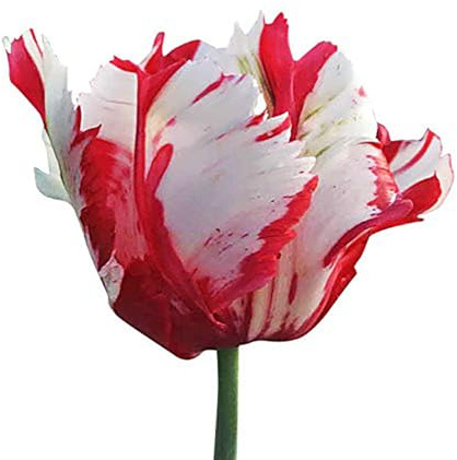 5 Estella Rynveld Parrot Tulip Bulbs – Red and White Fringed Parrot Tulips – Unique and Vibrant Blooms for Spring Gardens – Hardy & Easy to Grow Perennial Tulips