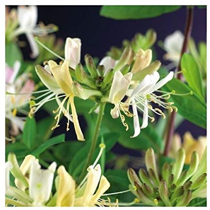 Geißblatt Lonicera periclymenum 'Belgica' 60-80 cm – Duftende Jelängerjelieber Pflanze für Garten & Terrasse, schnell wachsend, winterhart & bienenfreundlich