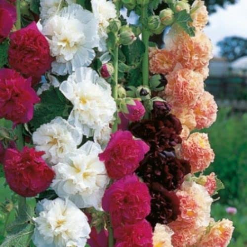 Hollyhocks - Chater's Double Mixed Seeds