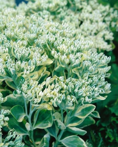 Sedum telephium 'Frosty Morn' 9x9 cm Topf – Winterhart, Mehrjährig, Pflegeleicht – Fetthenne – Staude für Beet & Steingarten