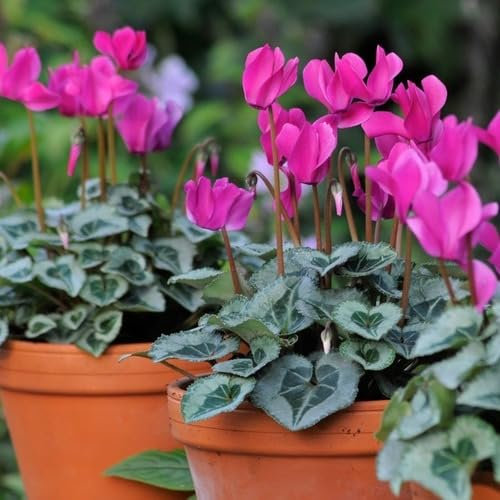 100 graines de fleurs de cyclamen roses fraîches et neuves