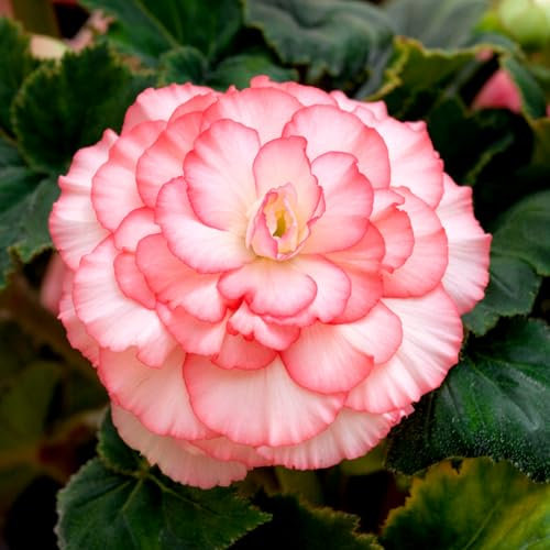 Carbeth Plants - 5 x Begonia Picotee Red White Summer Tubers - Ruffle Petaled Long Flowering Season Perennial Bulb Corms - Low Maintenance Pollinator Friendly - Grow in Beds, Borders and Patio Pots