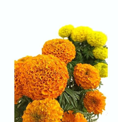 DECOALIVE Semillas Tagetes Patula Flor Clavelón de la India Mix Color