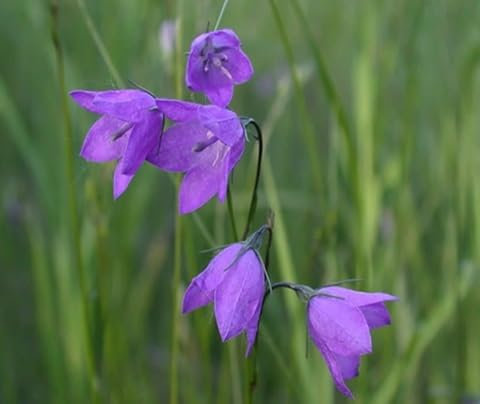 100 graines de campanule à feuilles rondes