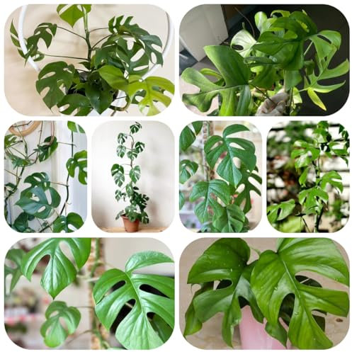 pianta di monstera - semi piante resistenti da balcone piante in vaso resistenti all'inverno per vasi per il giardino pianta decorativa semi di erbe aromatiche da appartamento albero 85pcs