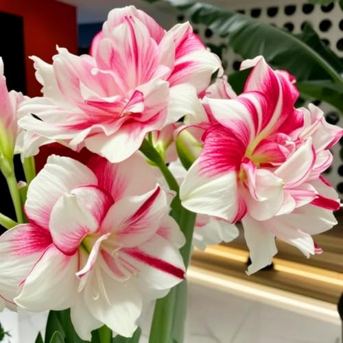 Amaryllis resistenti,Bulbi di Amaryllis,miste,resistenti al freddo e alla siccità,adatte per la decorazione di giardini e balconi-1Pcs-B