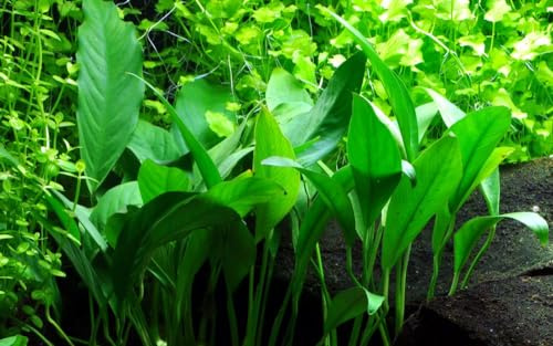 AquaOne Planta de acuario Anubias barteri angustifolia I Planta acuática Planta Acuario Rizoma Rizoma totalmente enraizado fácil de cuidar Aquascaping Decoración