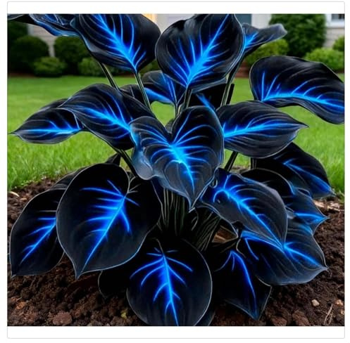 Hojas Majestuosas y Aterciopeladas-Ideal para Sombra -Matas Voluminosas y Decorativas -Bulbos de Hosta-Rare- -6 Bulbos-D